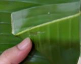 Foto langkah ke 5 dari resep 656. Pepes Udang Nasi - MPASI.