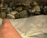 A picture of step 2 of Asari Shio Ramen (Clam Salt Ramen).