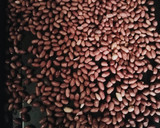Foto del paso 1 de la receta: Mantequilla de maní con cacao