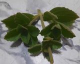 Foto del paso 1 de la receta: Te con hojas de buscapina y de hibiscus