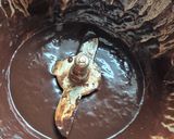 Une image de l'étape 5 de Entremets trois chocolats croustillant praliné.