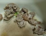 Hình bước làm 1 của món Nui rau củ xào bò