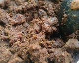 Foto langkah ke 10 dari resep Rendang Sapi Khas Minang.