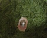 A picture of step 3 of Creamy Spinach Soup.
