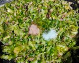 Foto langkah ke 3 dari resep Sambal Kecombrang Peda Asin.