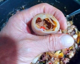 Foto del paso 8 de la receta: Chipirones rellenos a la plancha con toque de limón encurtido