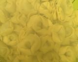 Foto del paso 2 de la receta: 146. Tortellini de espinacas con salsa de calabaza a los 4 quesos (principal pasta)