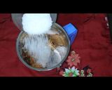 সবেদা স্মুদি রেসিপির ধাপ 2 ছবি