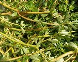 Foto del passaggio 1 della ricetta Torta salata con portulaca