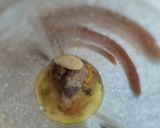 Foto del paso 2 de la receta: Dip 🥙de berenjena🍆🫕 ahumada con yogurt🥛 natural🌯🧆🧄