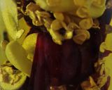 Foto del paso 6 de la receta: Aceite aromatizado