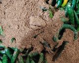 A picture of step 4 of Mirchi Aachar (pickle).