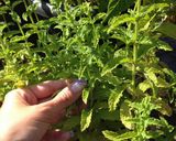 A picture of step 1 of How to Make Mint Tea (Germany).
