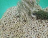 Foto langkah ke 2 dari resep Mie Goreng Jawa.