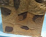 Foto langkah ke 6 dari resep Roti tawar leopart😊.