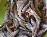 Foto langkah ke 2 dari resep Ikan Seluang Betuup.