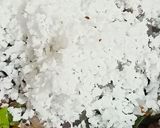 சத்தான கேழ்வரகு அடை (Kelvaragu adai recipe in tamil) ரெசிபி ஸ்டேப் 2 புகைப்படம்