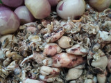 Sambal hijau baby cumi