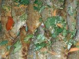 سمك دنيس مقلي بالخلطة الجبارة مع الرز الاصفر والسلطة