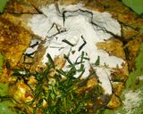 Foto langkah ke 3 dari resep Tempe goreng pedas daun jeruk.