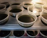 Foto langkah ke 4 dari resep Es Cincau Jelly.