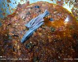 Foto del paso 6 de la receta: Maccheroni con atún