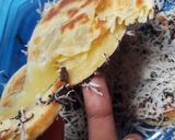 Foto langkah ke 10 dari resep Roti maryam/canai berlapis lapis.