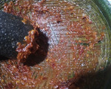 Foto del paso 11 de la receta: Tlayuda oaxaqueña