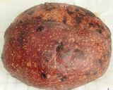 Foto langkah ke 17 dari resep Double Chocolate Sourdough Bread (74%).