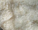 A picture of step 12 of Paneer Petha & Coconut ke sweet rosy Laddoo.