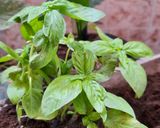 Foto del paso 1 de la receta: Pesto genovés en mortero