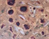 A picture of step 4 of Leftover Dal Paratha.