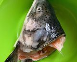 Hình bước làm 1 của món Đầu cá hồi chiên