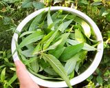 Hình bước làm 1 của món 🌱 Muối Rau Răm (Không Cay)