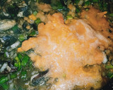 Foto del paso 3 de la receta: Arroz con alcachofas y sepia