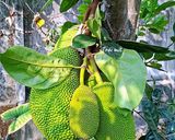 Hình bước làm 1 của món MÍT non trộn kiểu Quảng Trị (Mít thấu)