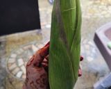 A picture of step 1 of Corn Pulao.