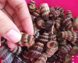 Gambar langkah 1 resipi Lemak cili api siput sedut.