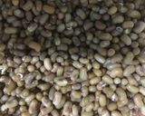 A picture of step 1 of Matki Chi Usal (Moth Dal Curry).