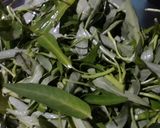 Foto langkah ke 2 dari resep Sayur kangkung ala" Restaurant 😆.