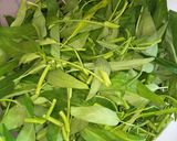 Foto langkah ke 1 dari resep Tumis Kangkung Cabut.