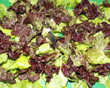 Foto del paso 5 de la receta: Trucha con ensalada de hinojos
