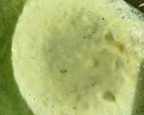 Foto langkah ke 5 dari resep Sosis solo kukus (sosis basah).