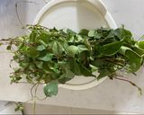 Hình bước làm 1 của món Canh gà lá Giang