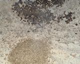 Foto del paso 2 de la receta: Mole rojo oaxaqueño (coloradito)