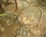 Foto langkah ke 1 dari resep Paru goreng tepung.
