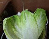 Foto del paso 2 de la receta Ensalada de lechuga y culantro