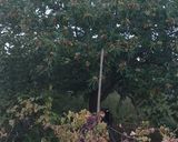 Foto del passaggio 6 della ricetta Le caldarroste di Mari Na🌰