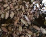 Foto langkah ke 3 dari resep Baby cumi sambal bawang.