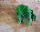 Foto del paso 1 de la receta: Repollitos de brucelas
